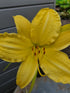 Hemerocallis 'Big Bird'