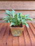 Hosta 'Slim and Trim'