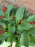 Hosta 'Slim and Trim'