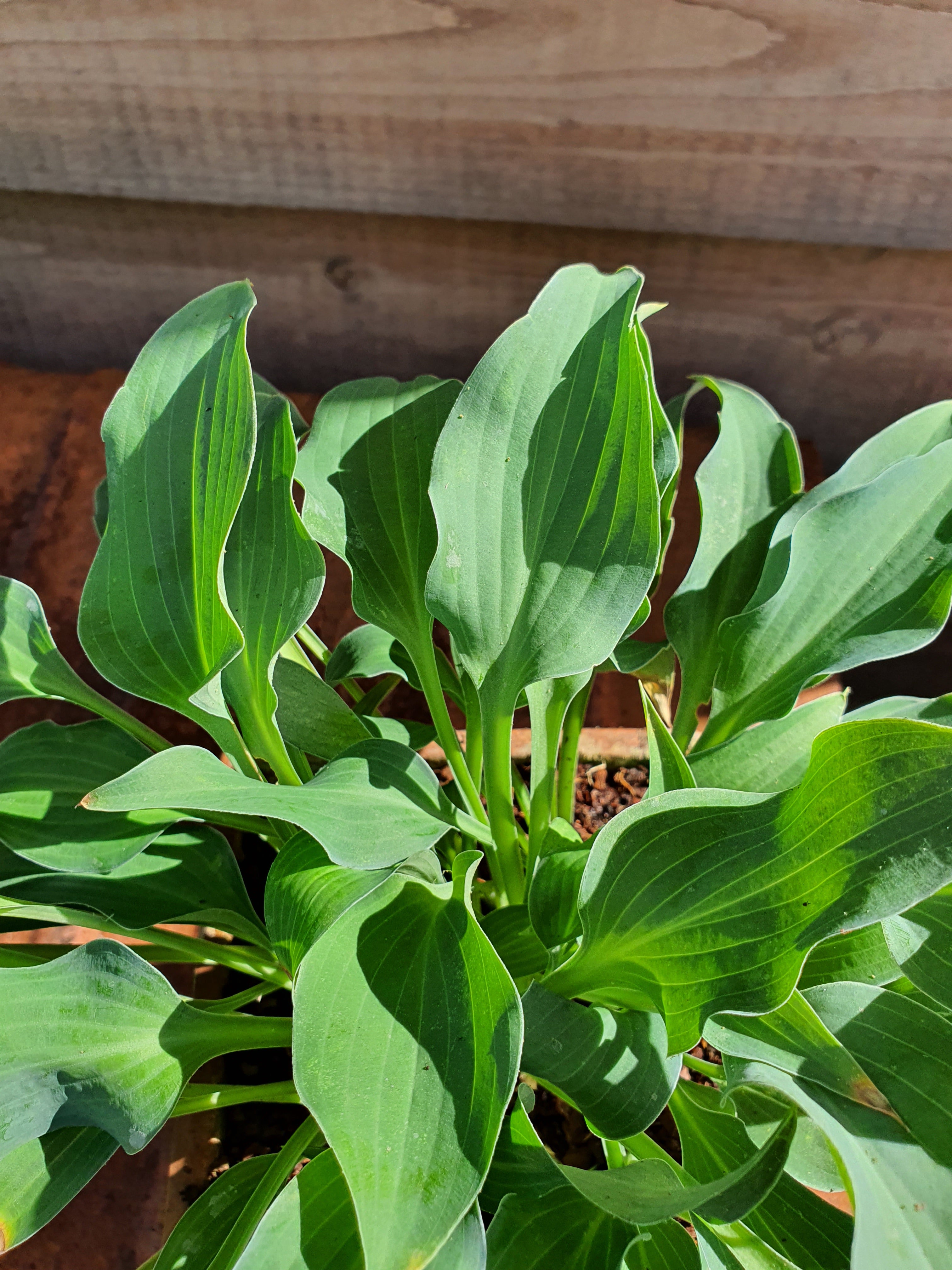 Hosta 'Slim and Trim'