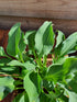 Hosta 'Slim and Trim'