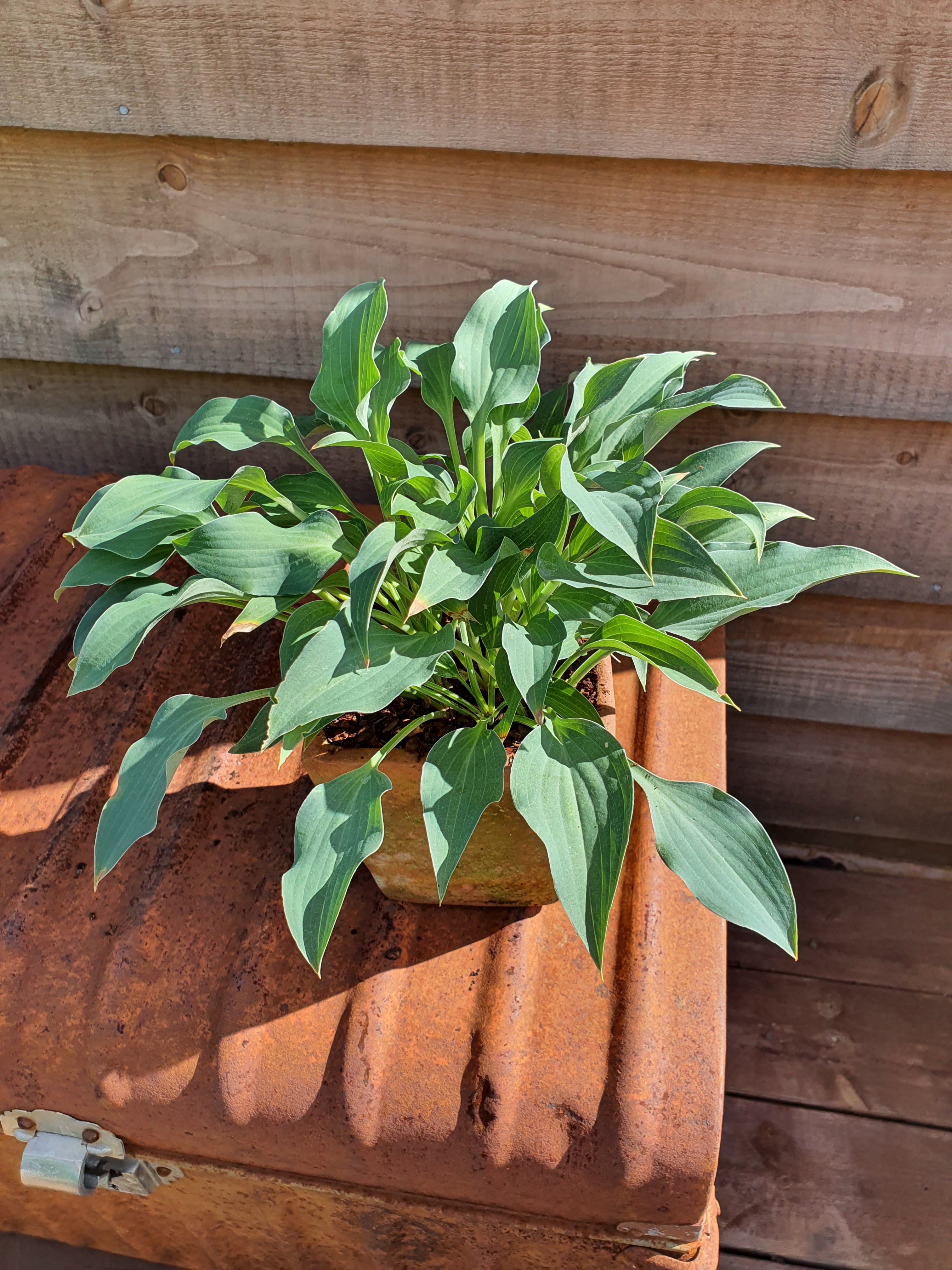 Hosta 'Slim and Trim'