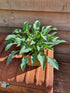 Hosta 'Slim and Trim'