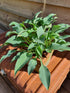 Hosta 'Slim and Trim'