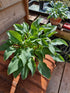 Hosta 'Slim and Trim'