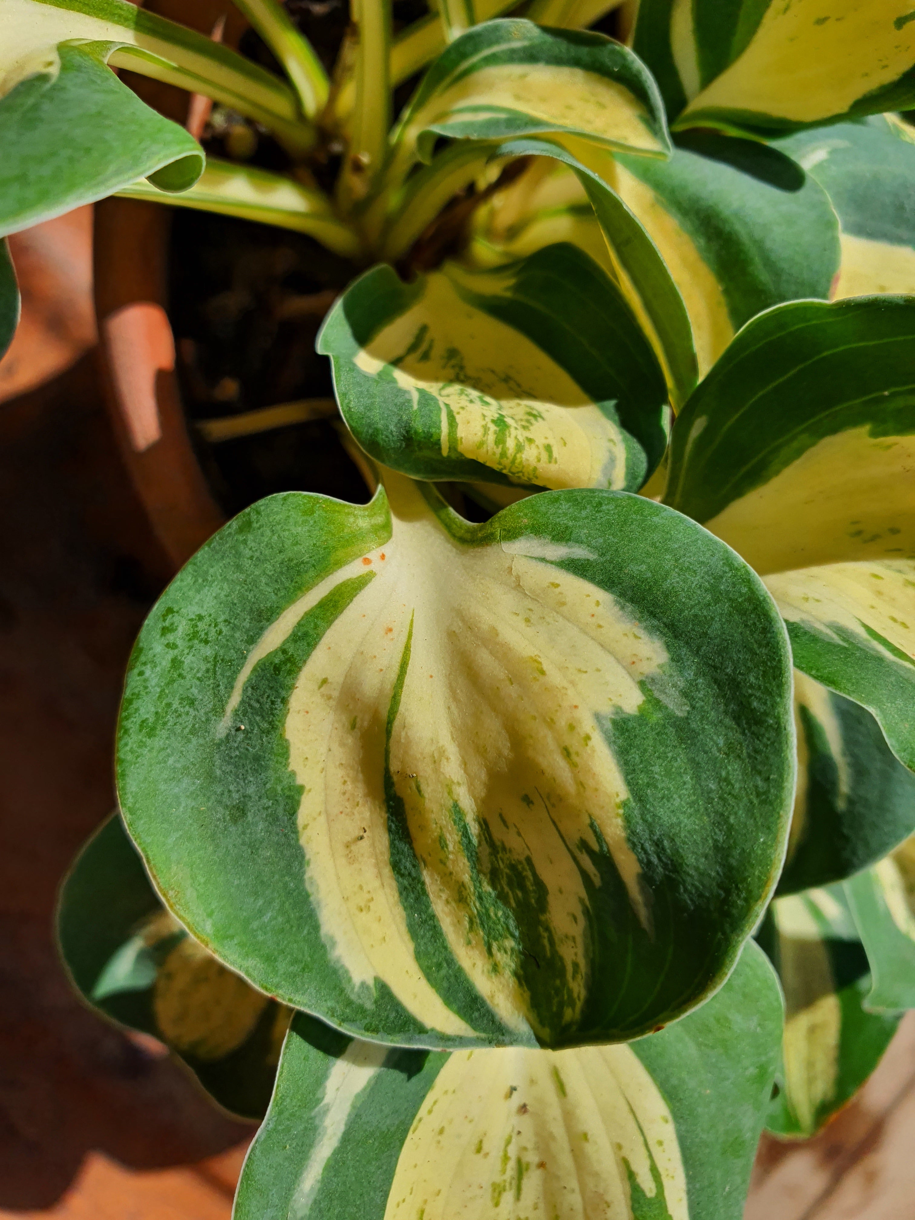 Hosta 'Mouse Trap'