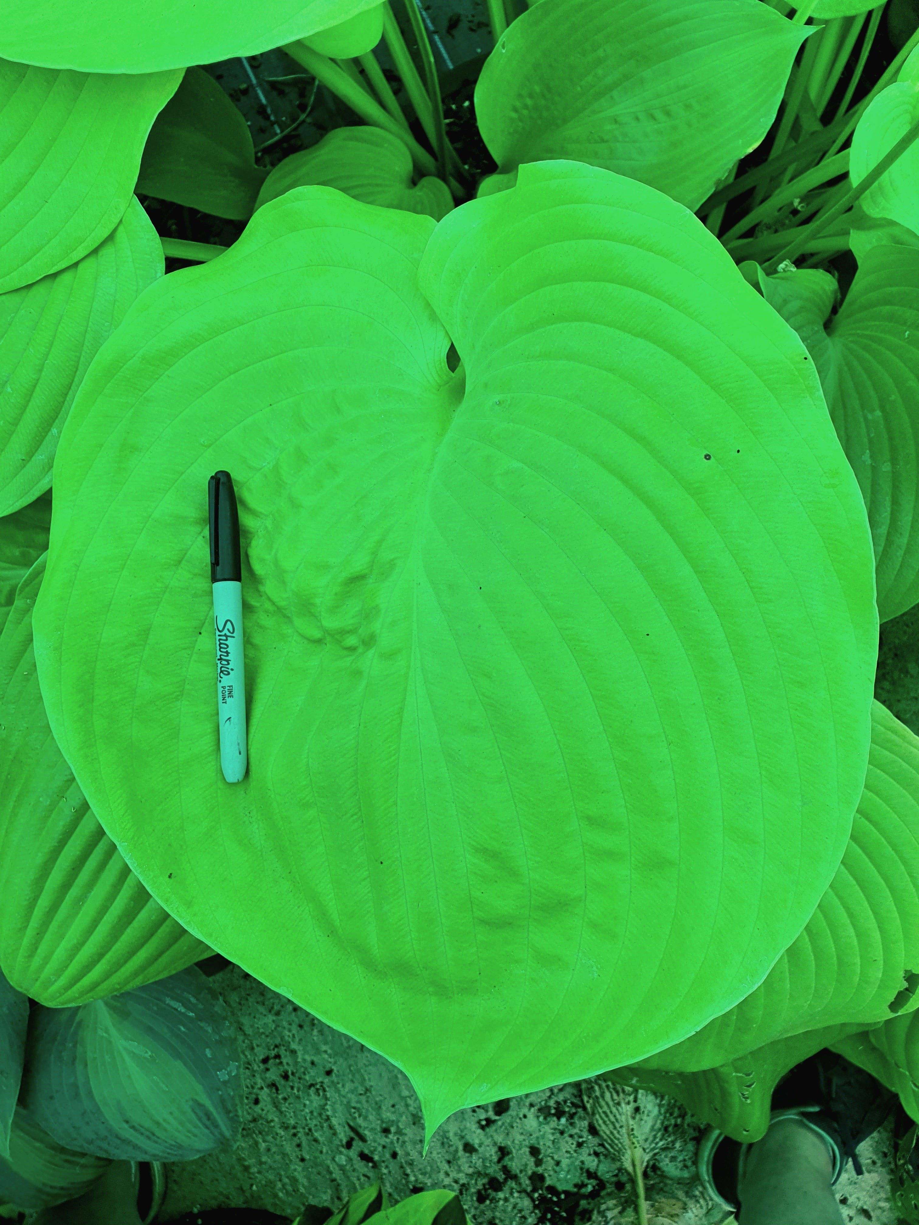 Hosta 'Sum & Substance' Jumbo Plug Bare Root