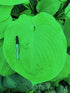 Hosta 'Sum & Substance' Jumbo Plug Bare Root