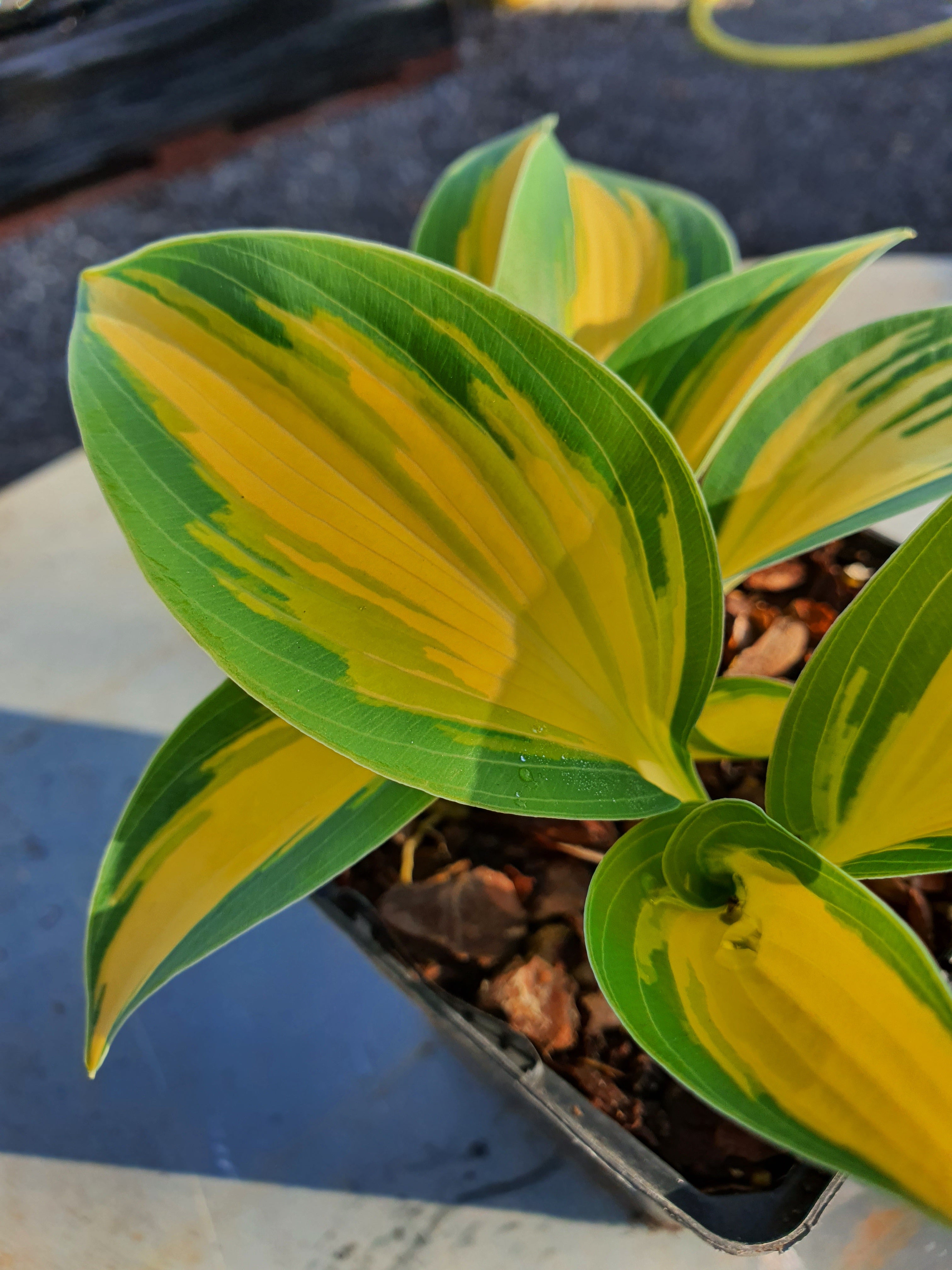 Hosta 'Remember Me'