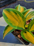 Hosta 'Remember Me'