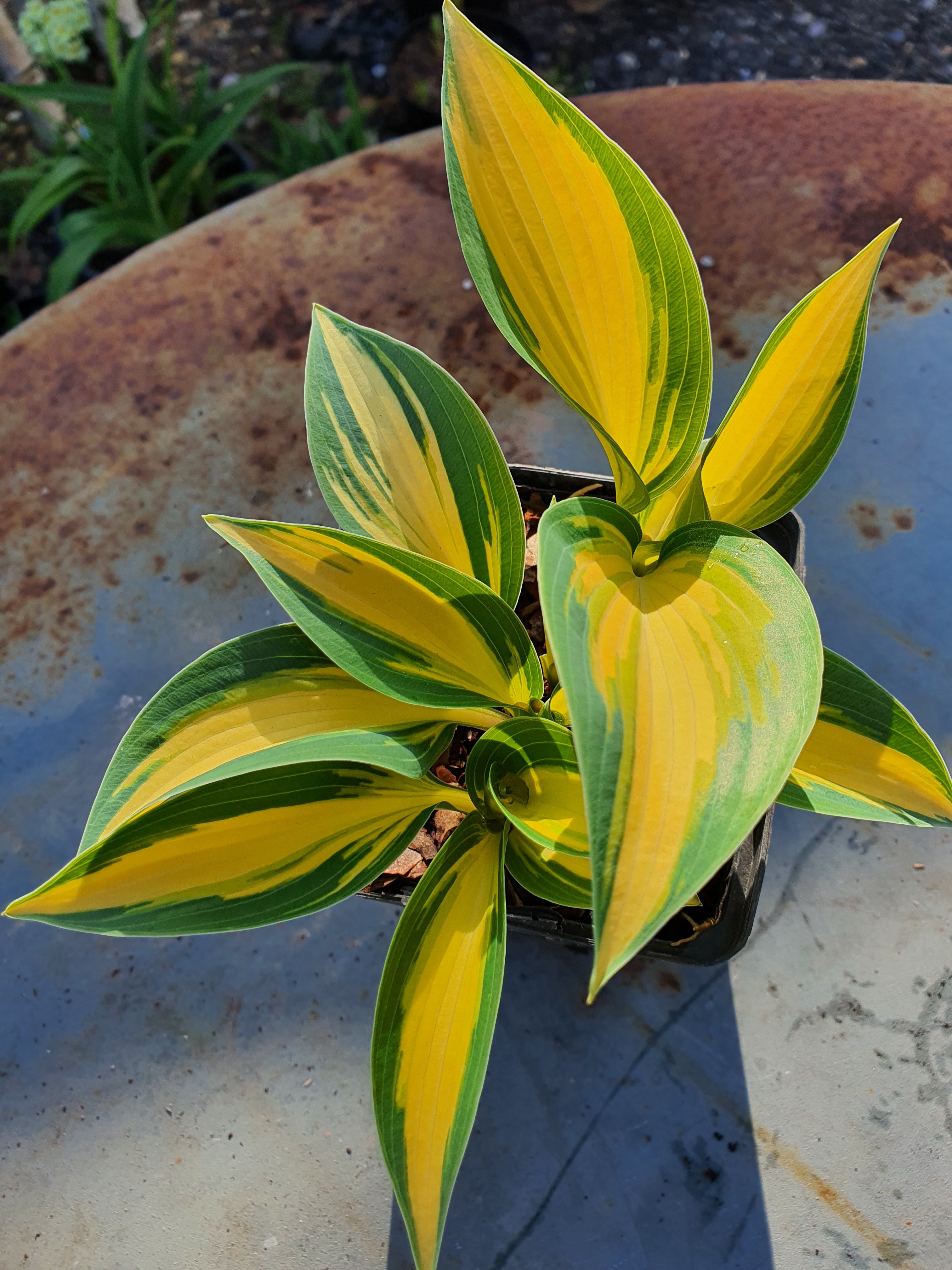 Hosta 'Remember Me'