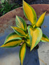 Hosta 'Remember Me'