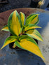 Hosta 'Remember Me'