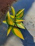 Hosta 'Remember Me'