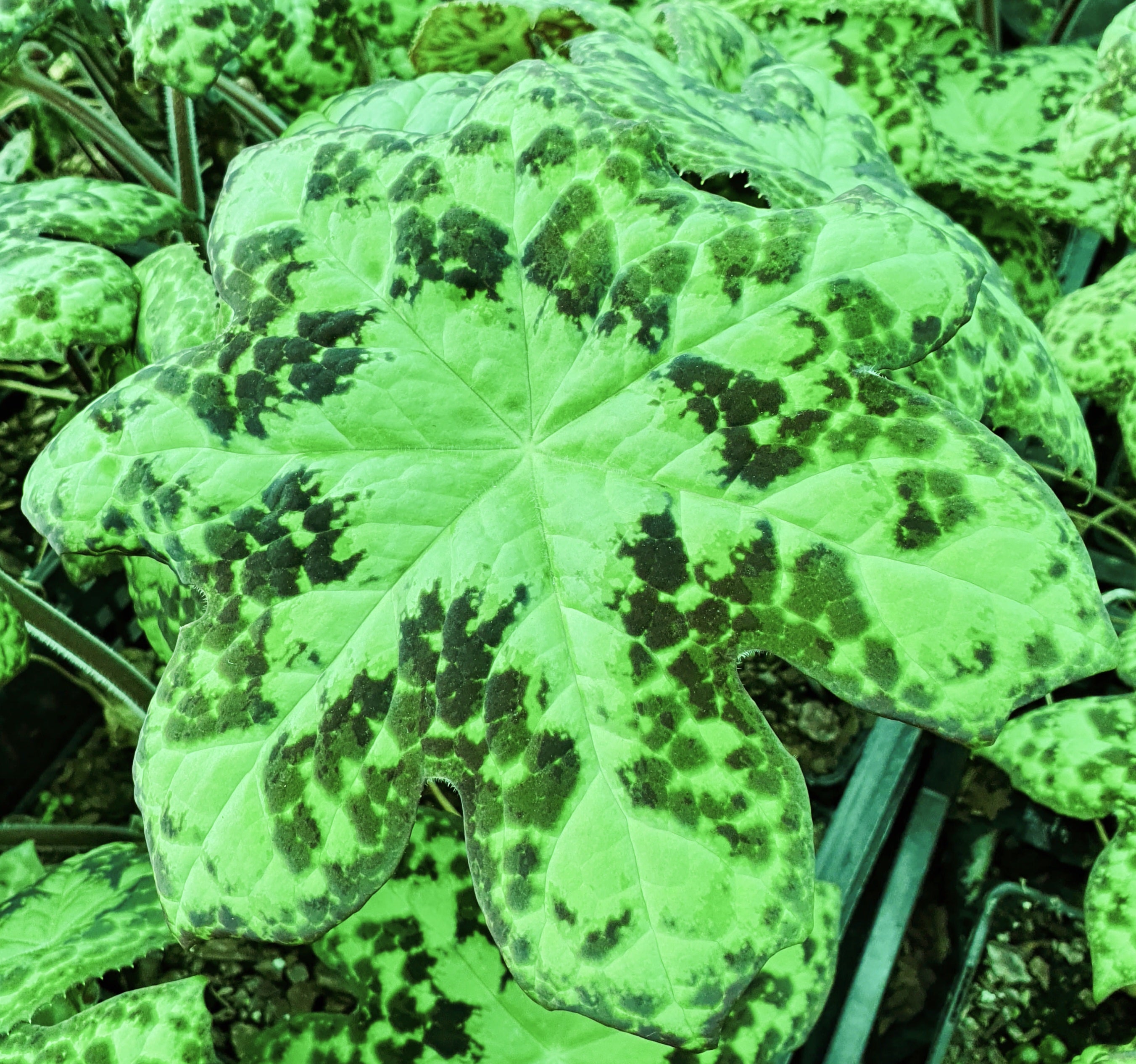 Podophyllum 'Spotty Dotty'