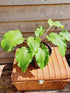 Hosta 'Valley's Red Scorpion' - Mature Division
