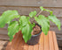 Hosta 'Valley's Red Scorpion' - Mature Division