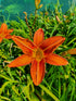 Hemerocallis 'Rajah'