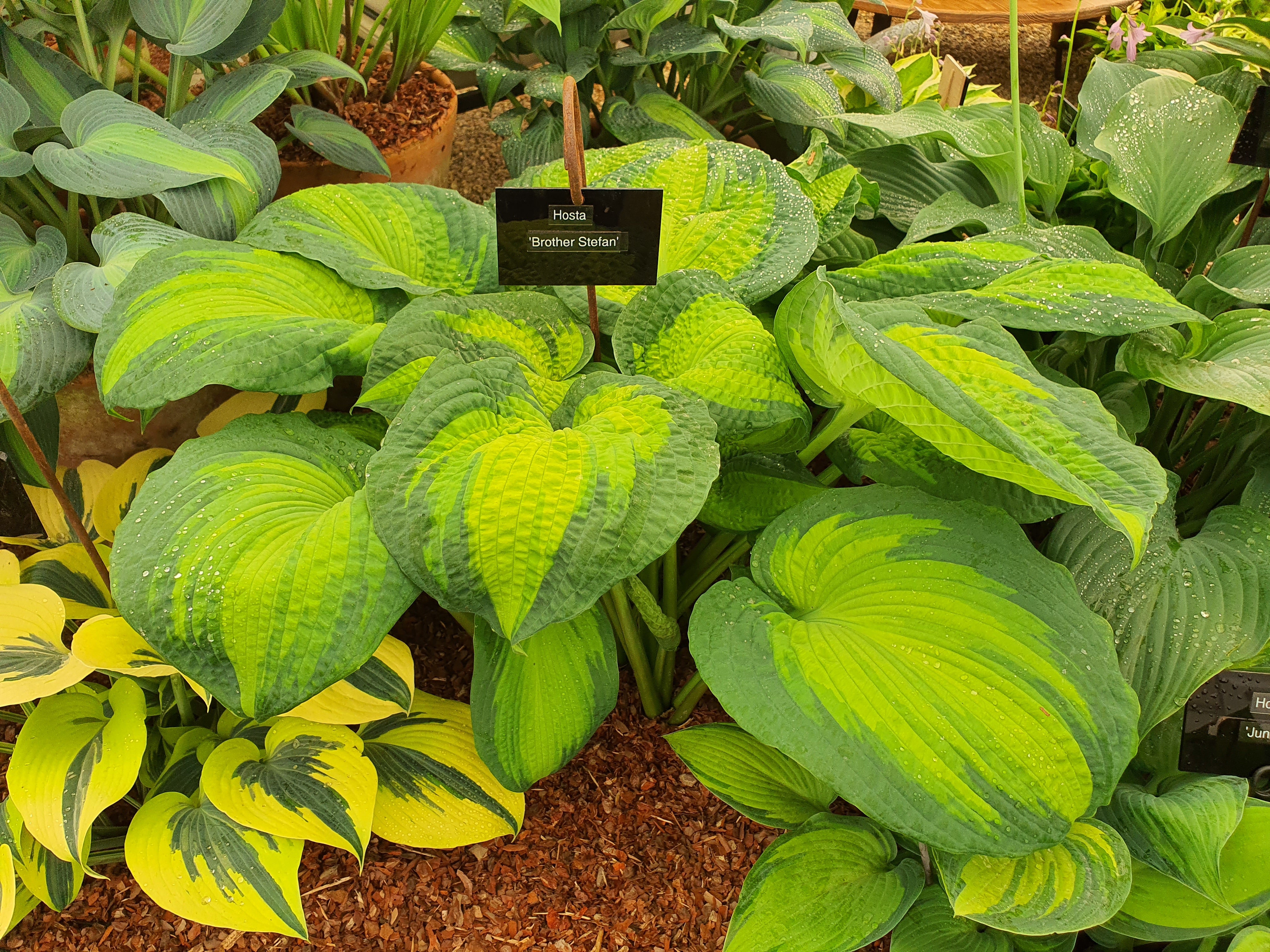 Hosta 'Brother Stefan'