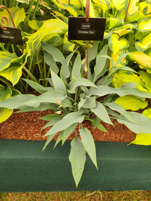 Hosta 'October Sky'