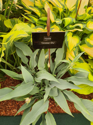 Hosta 'October Sky'