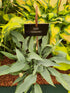 Hosta 'October Sky'