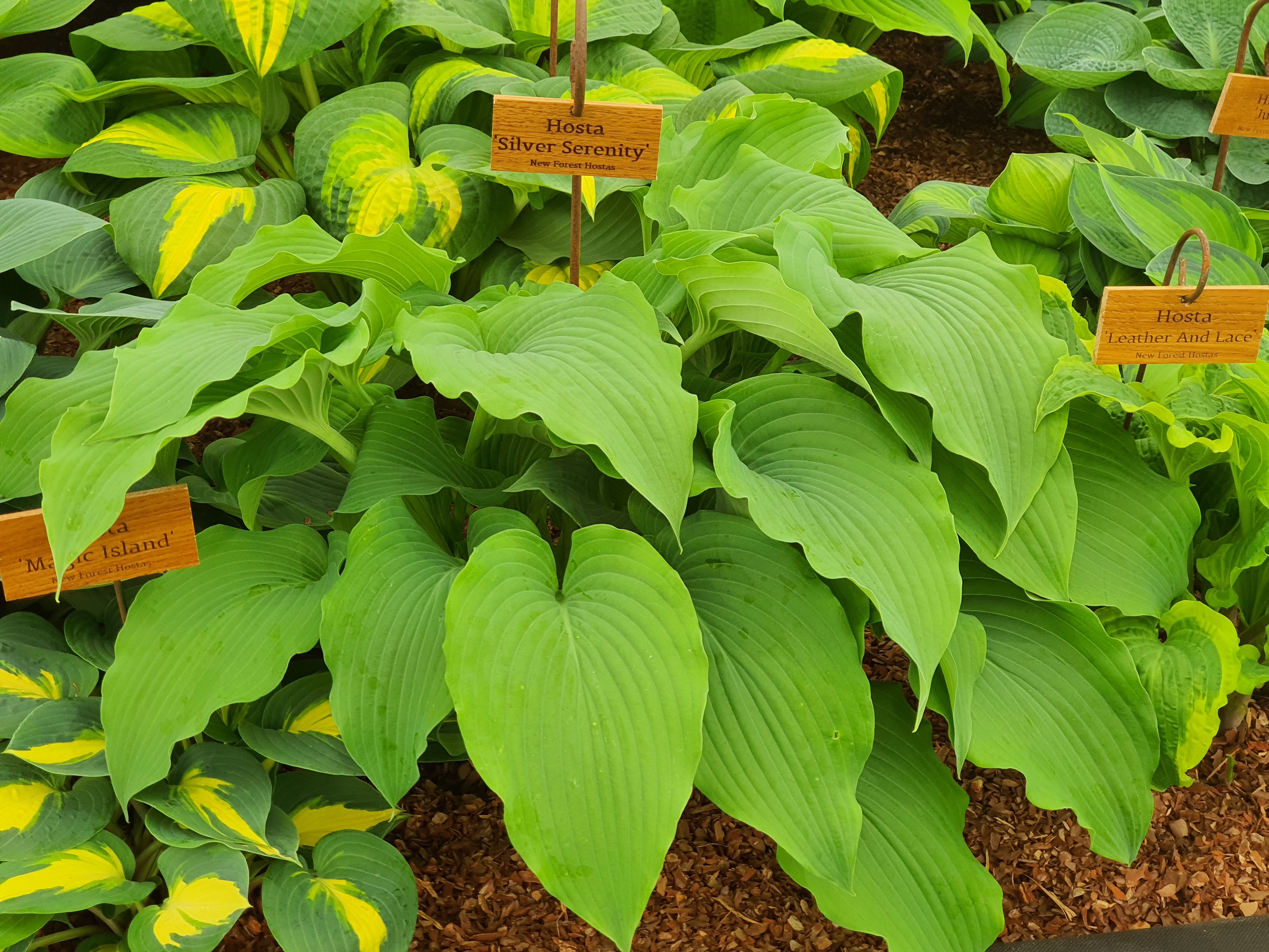 Hosta 'Silver Serenity'- Mature Eye