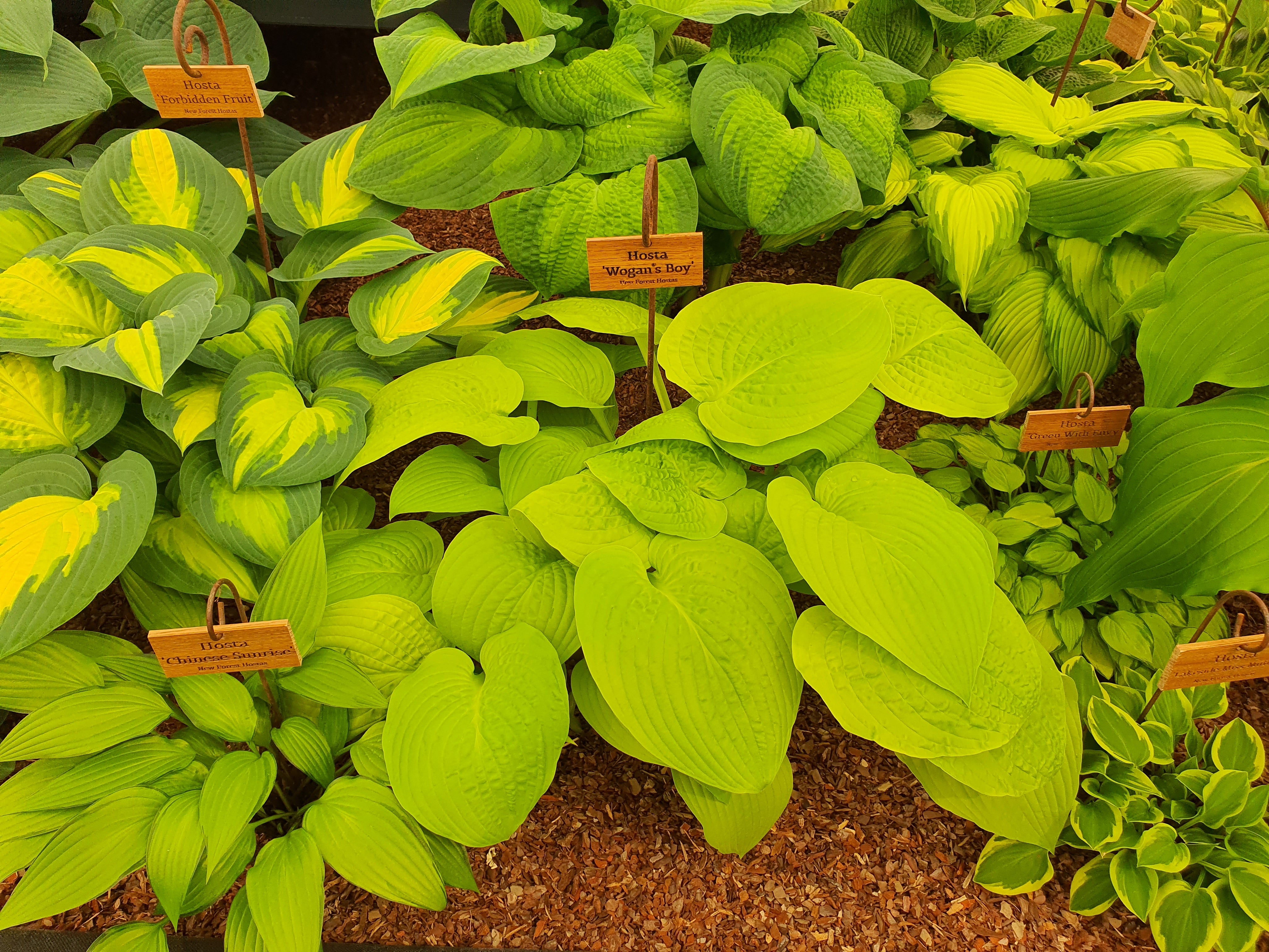 Hosta 'Wogan's Boy'