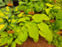Hosta 'Wogan's Boy'