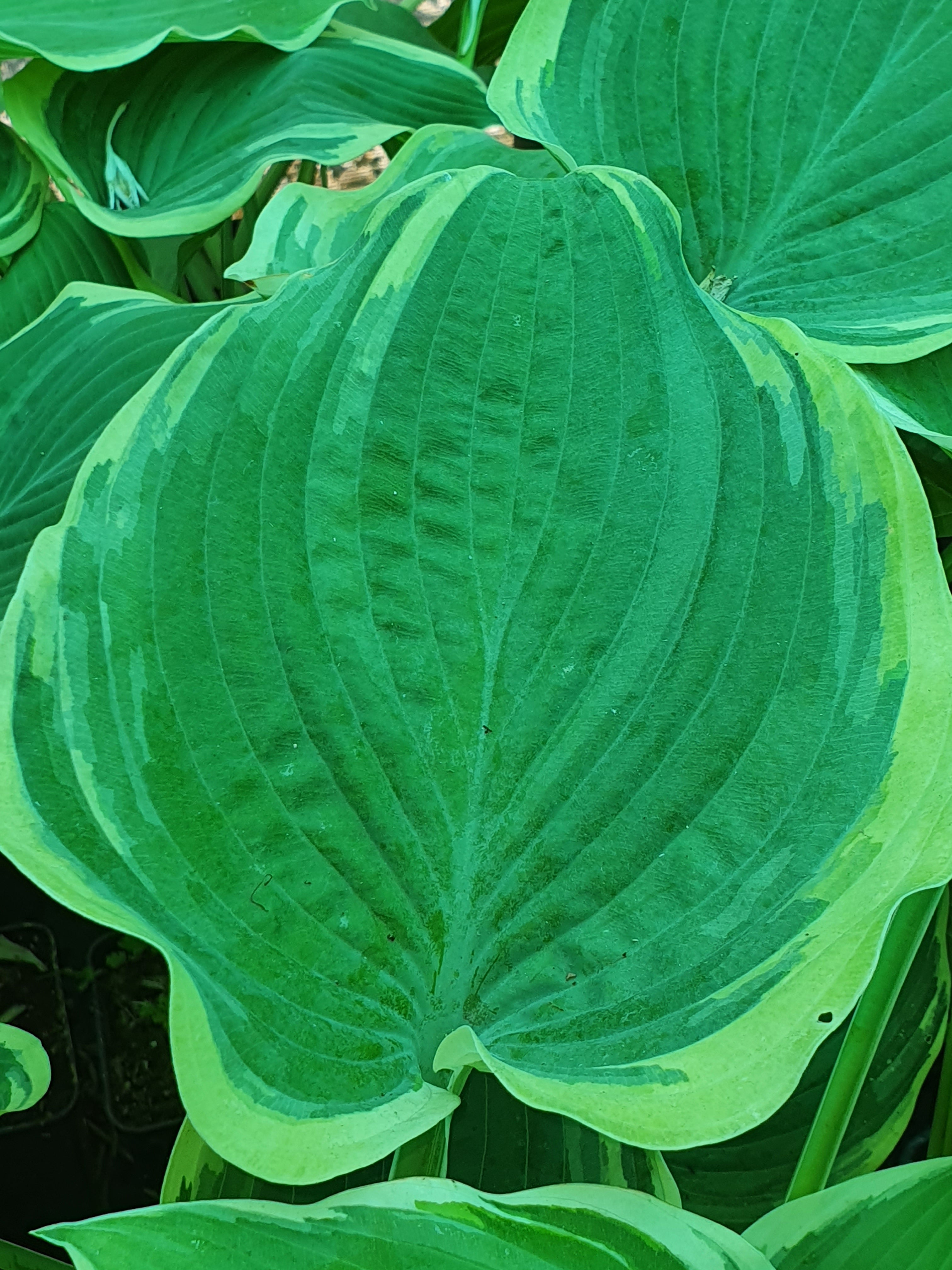 Hosta 'Arc de Triomphe' - New Forest Hostas & Hemerocallis