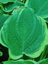 Hosta 'Arc de Triomphe' - New Forest Hostas & Hemerocallis