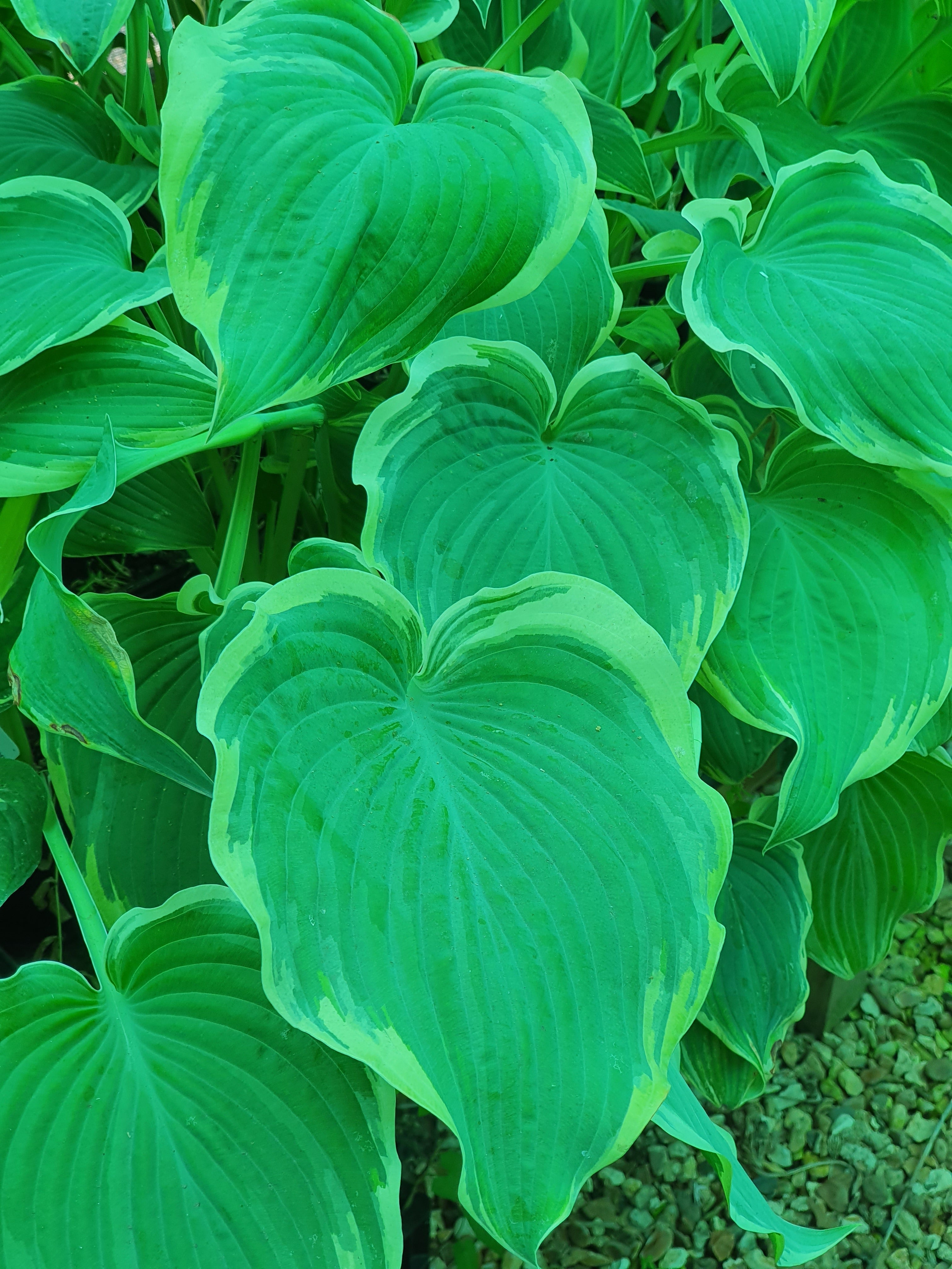 Hosta 'Arc de Triomphe' - New Forest Hostas & Hemerocallis