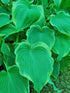 Hosta 'Arc de Triomphe' - New Forest Hostas & Hemerocallis