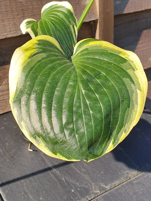 Hosta 'Parasol'