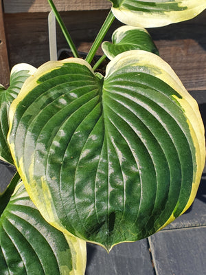 Hosta 'Parasol'