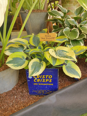 Hosta 'Ben Vernooij'