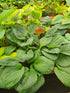 Hosta 'Potomac Pride'