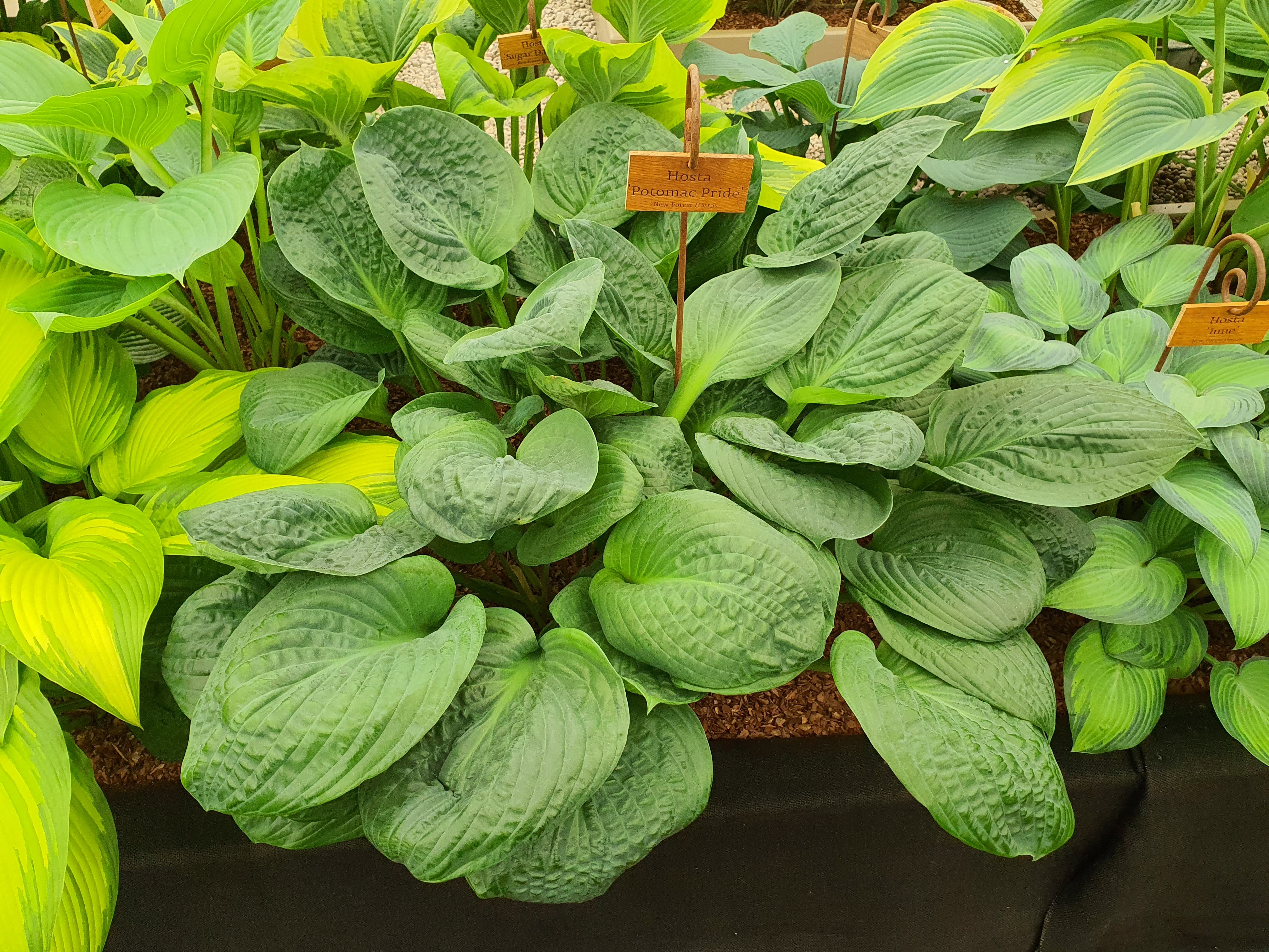 Hosta 'Potomac Pride'