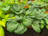 Hosta 'Potomac Pride'