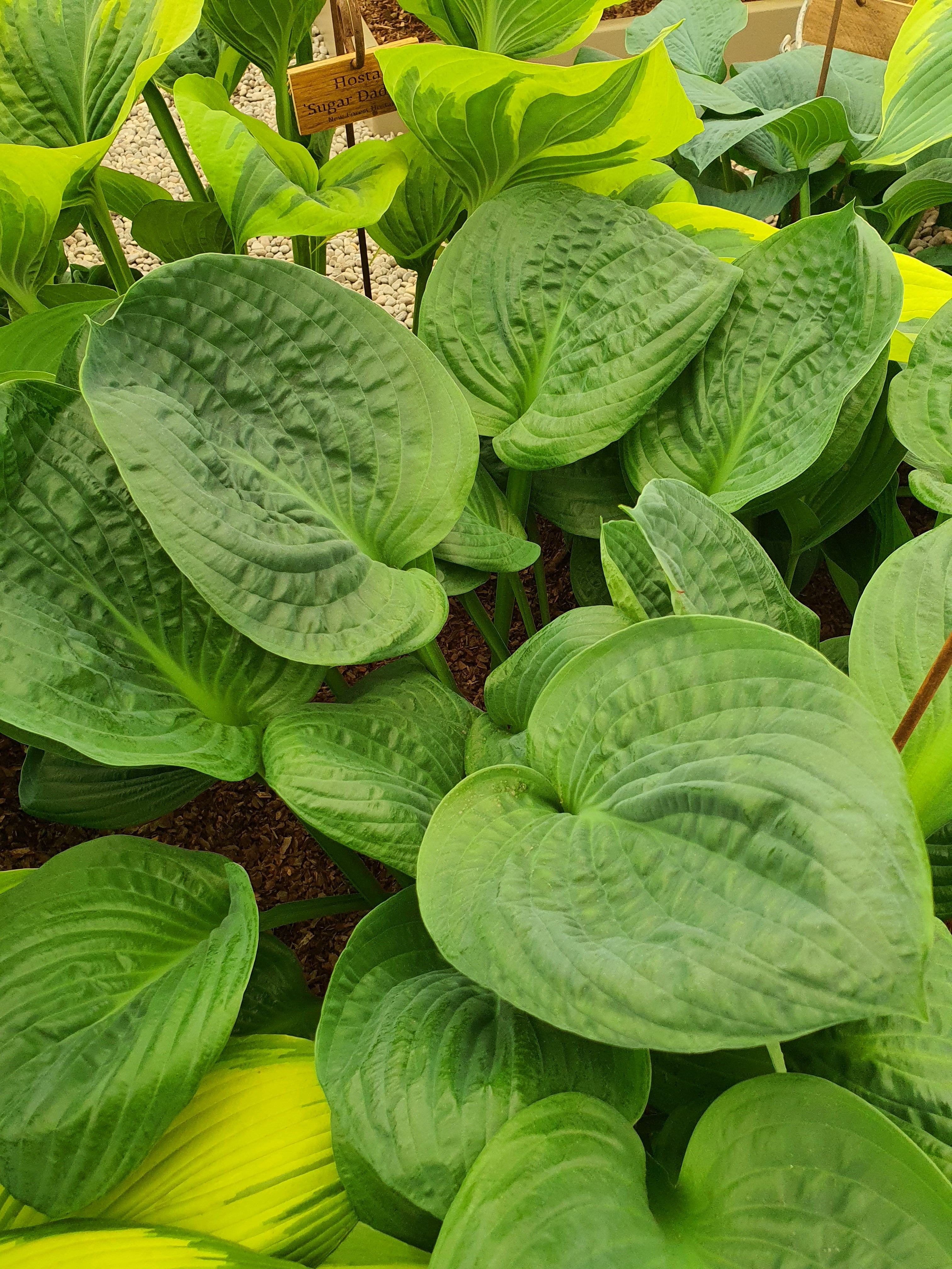 Hosta 'Potomac Pride'