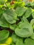 Hosta 'Potomac Pride'