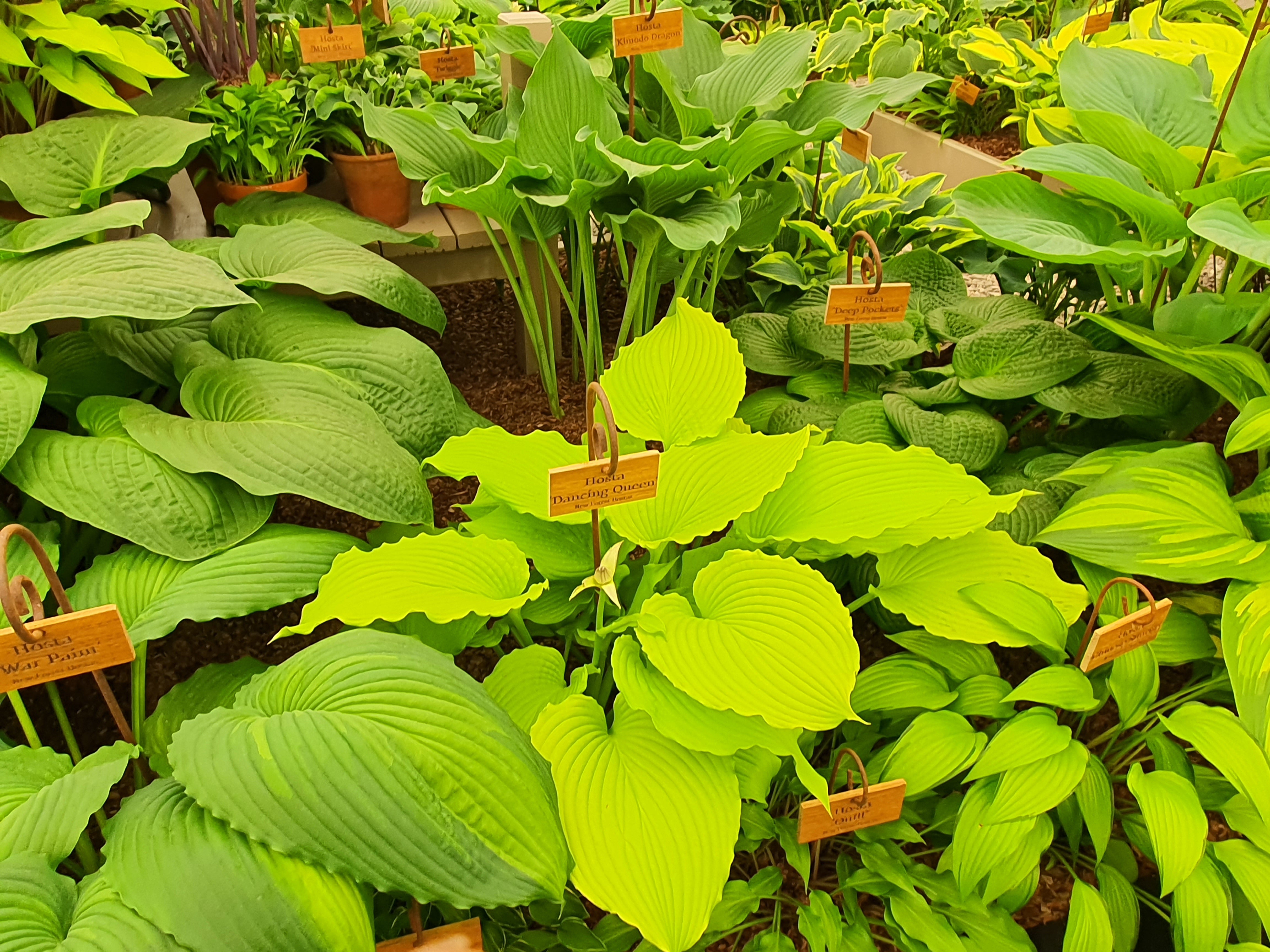 Hosta 'Dancing Queen'