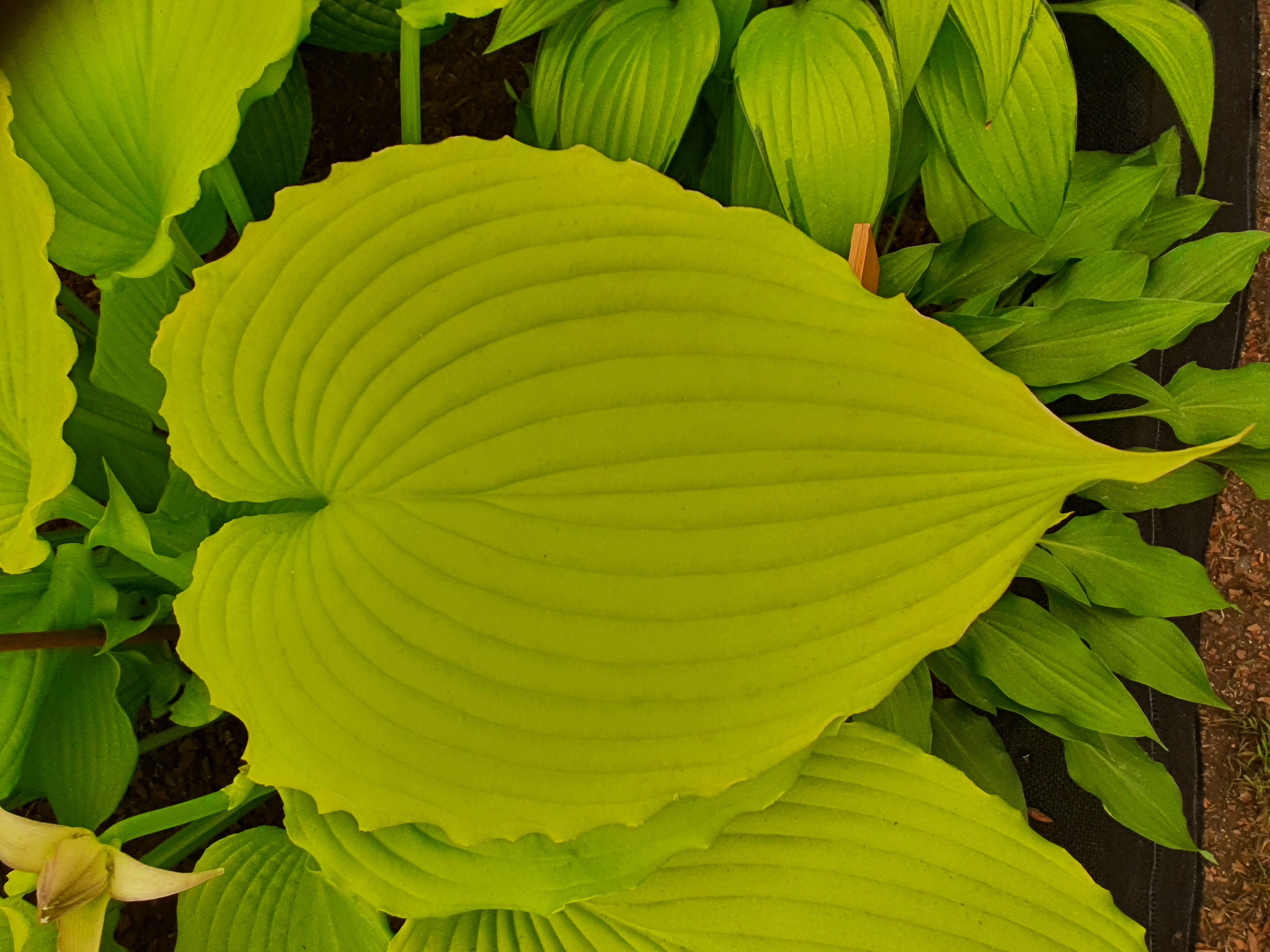 Hosta 'Dancing Queen'