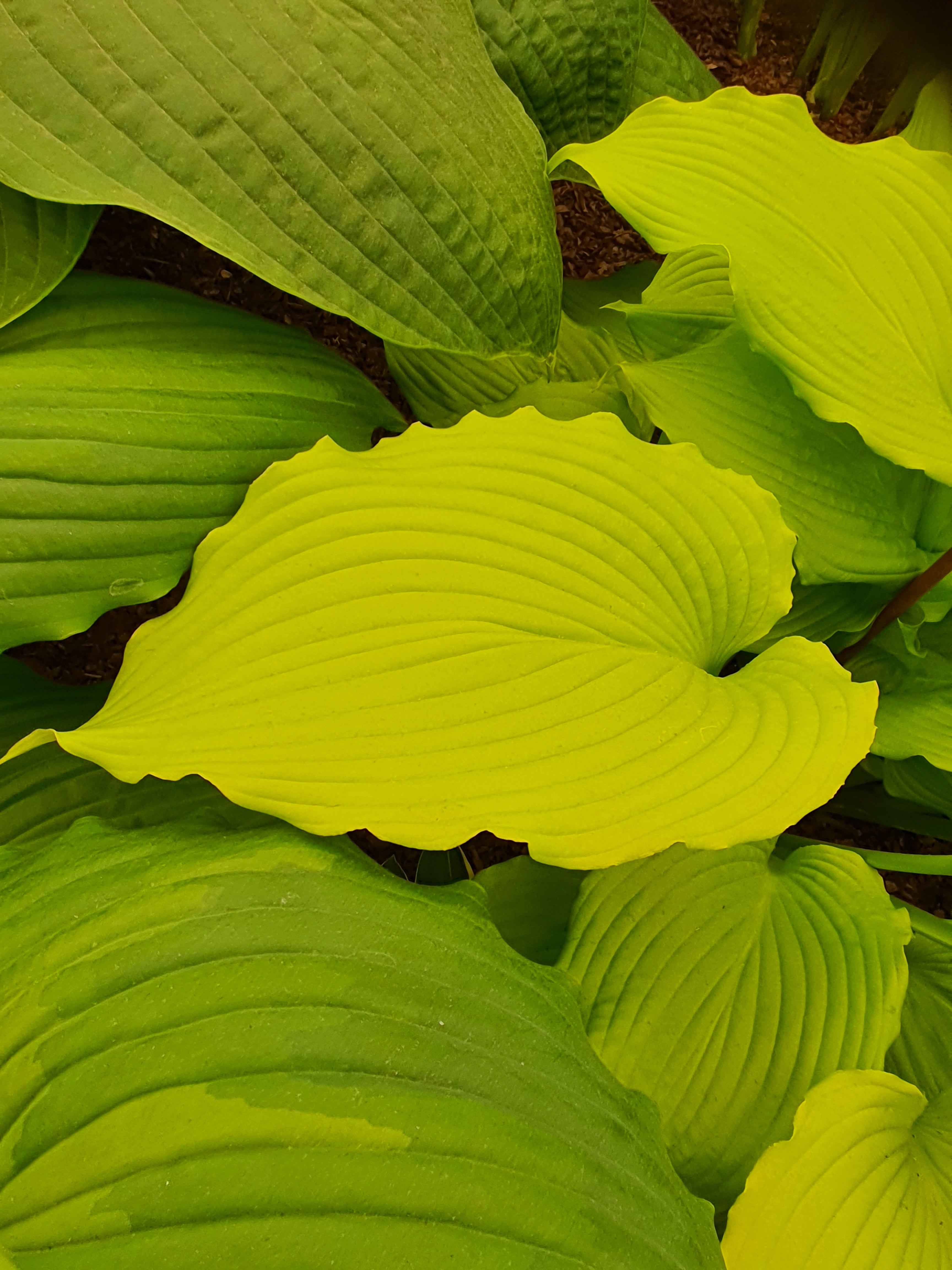 Hosta 'Dancing Queen'