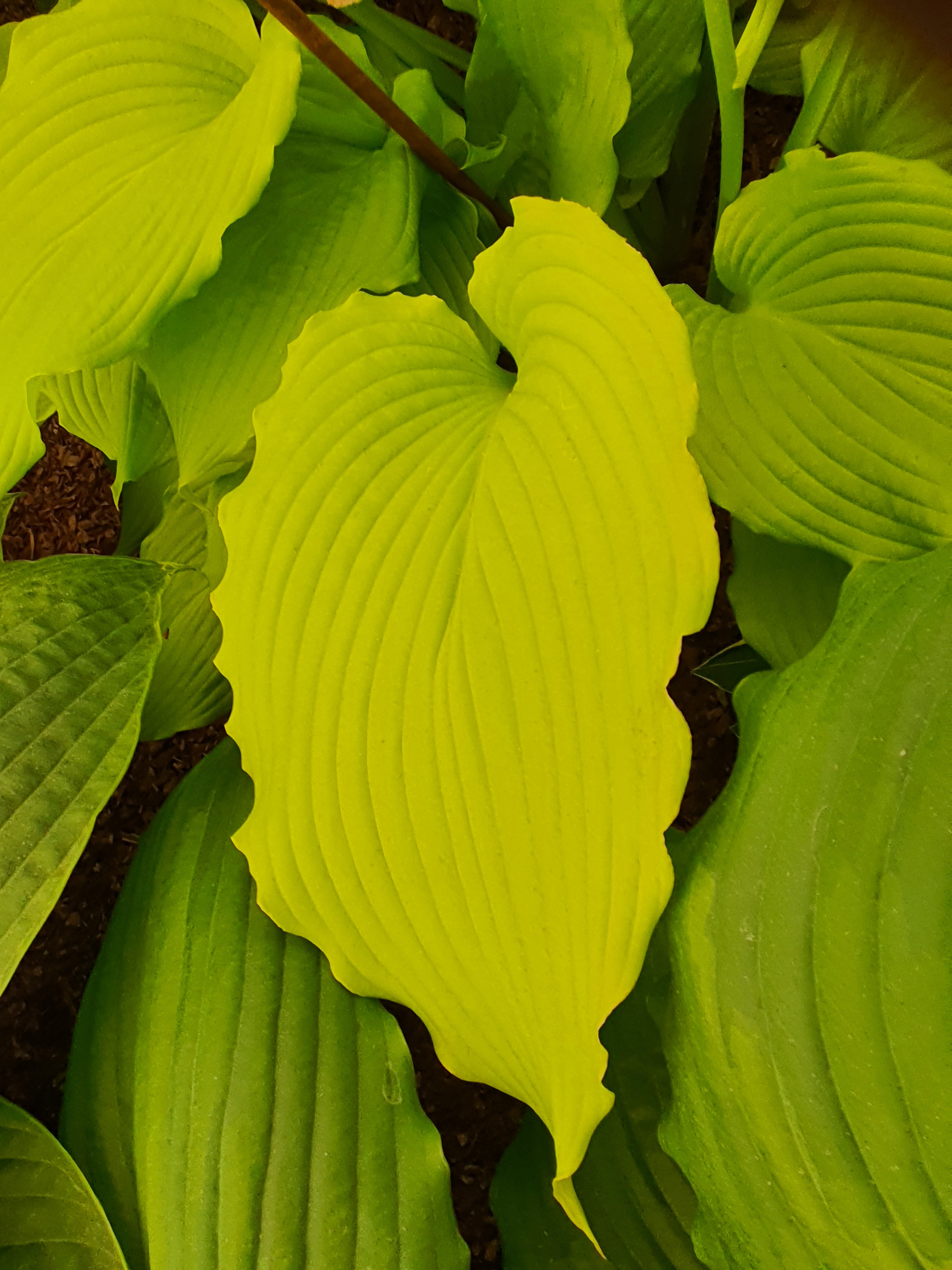 Hosta 'Dancing Queen'