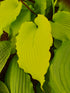 Hosta 'Dancing Queen'