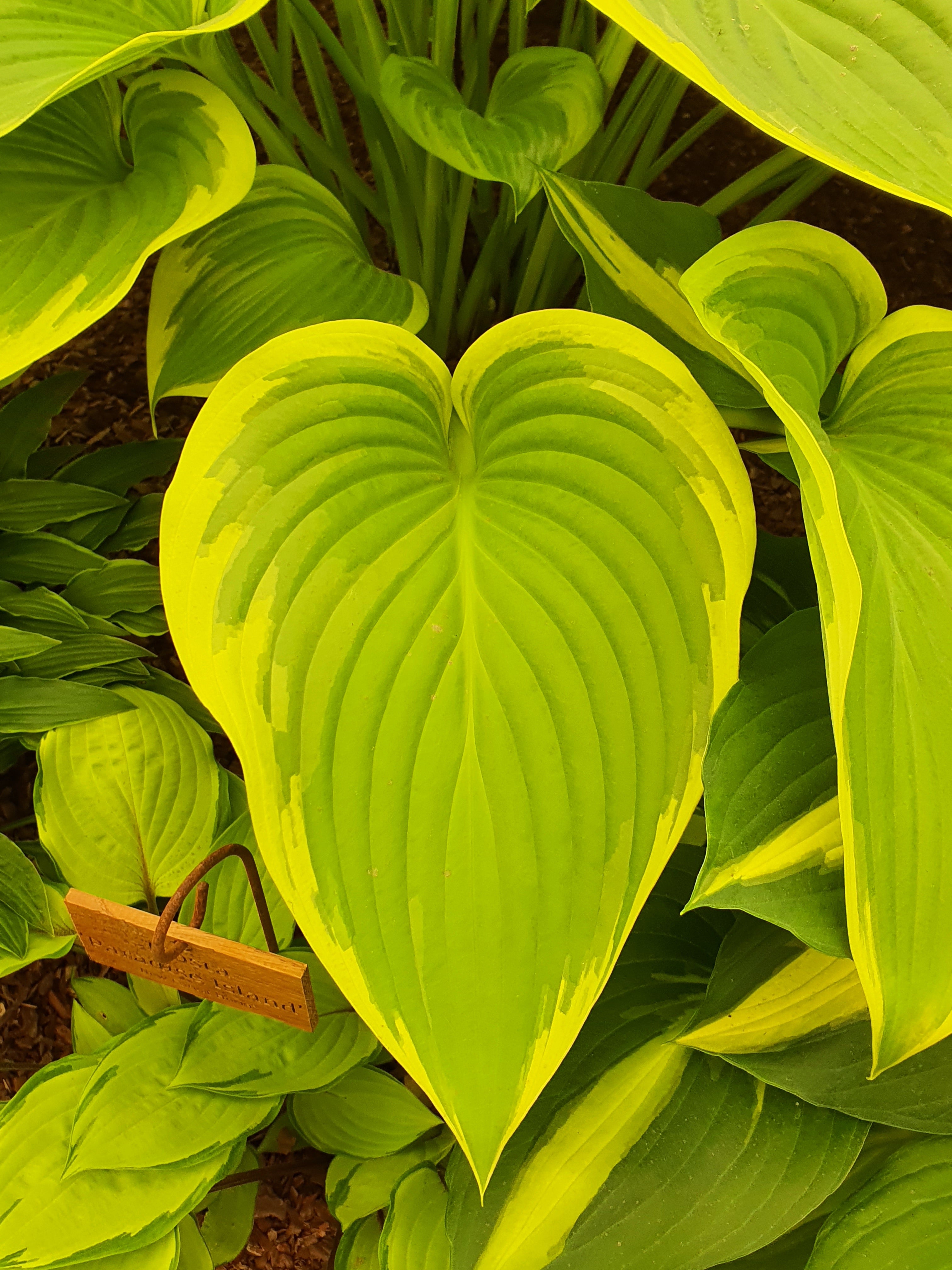 Hosta 'Victory'- Larger Specimen - Mature Division