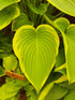 Hosta 'Victory'- Larger Specimen - Mature Division