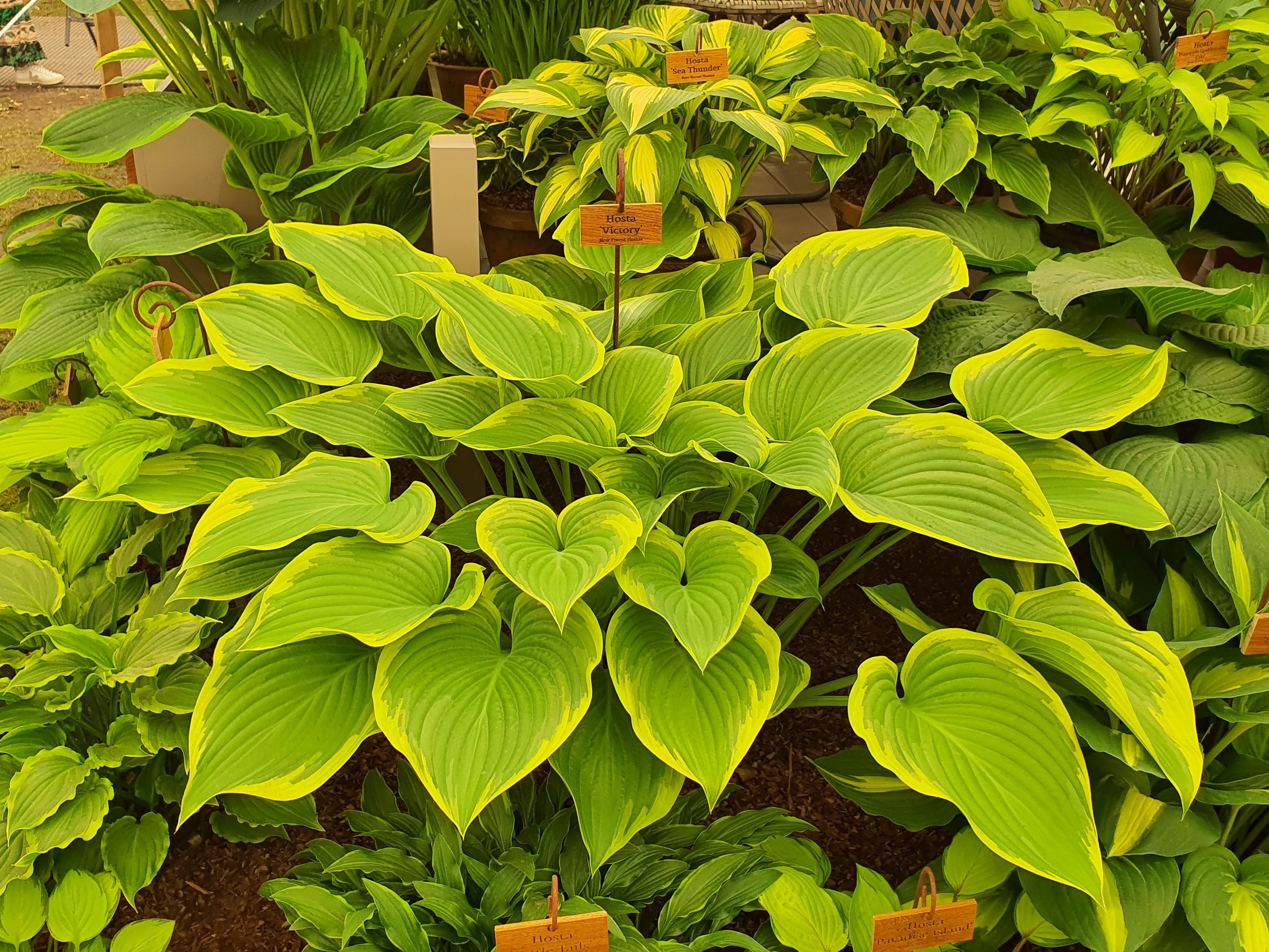 Hosta 'Victory'- Larger Specimen - Mature Division