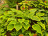 Hosta 'Victory'- Larger Specimen - Mature Division